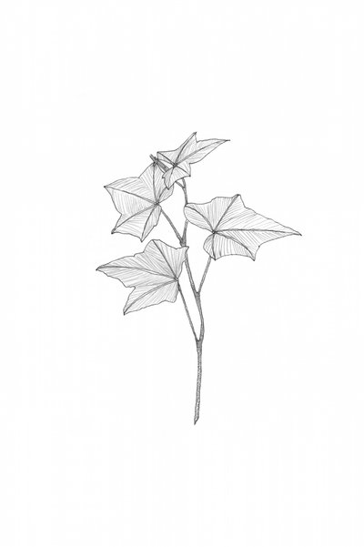 Botanická kresba od Danushka Abeygoda