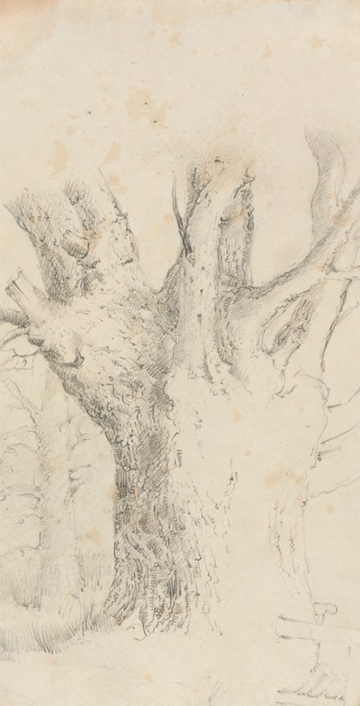 Strom od David Charles Read