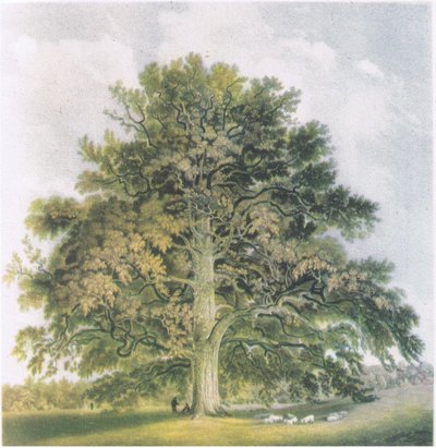 Pollard Willows, Příroda v Británii, vydáno nakladatelstvím Collins, 1946 od David Cox