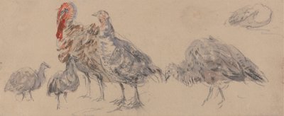 Studium krůt od David Cox