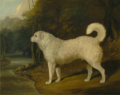 Portrét psa, Ross od David Dalby of York