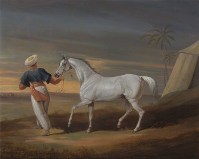 Signal, Šedý Arab, s ženichem v poušti od David Dalby of York