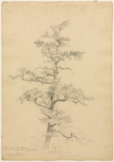 Pine Tree, Conway, New Hampshire recto, Landscape and Tree Studies verso, c. 1851. od David Johnson
