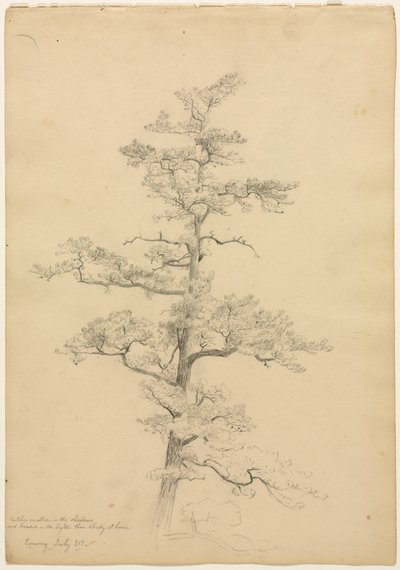 Pine Tree, Conway, New Hampshire recto, c. 1851. od David Johnson