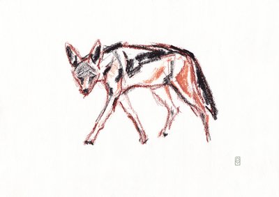 Africký černohřbetý šakal, 2019 (pastel na papíře) od David Mayer