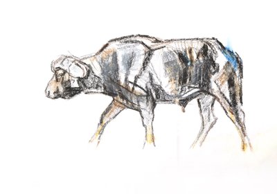 Buvol africký, 2020 (pastel a akvarel na papíře) od David Mayer