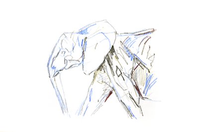 Slon africký, 2021 (pastel na papíře) od David Mayer