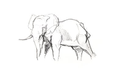 Bull Elephant, 2021 (pastel na papíře) od David Mayer