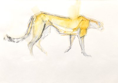 Gepard, 2020 (pastel na papíře) od David Mayer