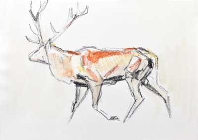 Red Deer Stag, 2020 (akvarel na papíře) od David Mayer