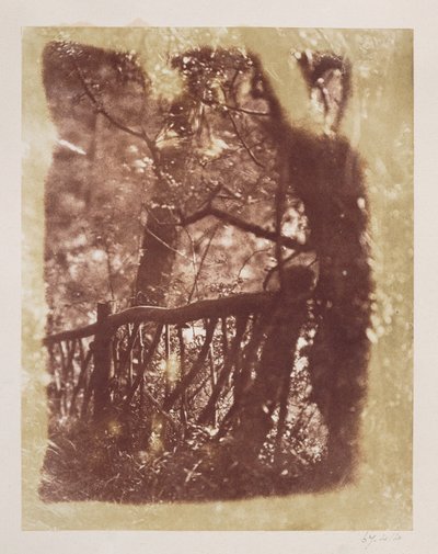 Plot a stromy v Colinton Wood (tisk ze slaného papíru z kalotypového negativu) od David Octavius Hill