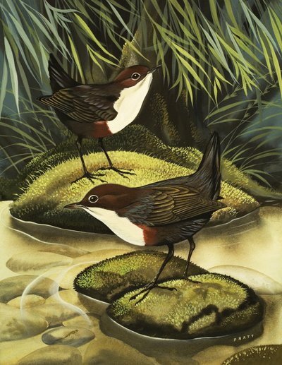 Dipper, známý také jako Water Ousel. od David Pratt