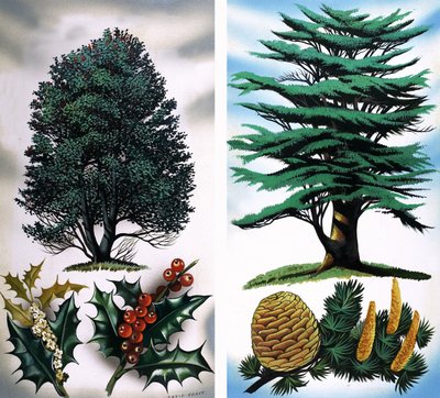 Stromy, které vidíte: Holly Tree  Cedar od David Pratt