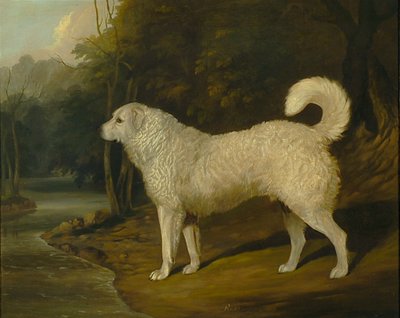Portrét psa, Ross od David of York Dalby