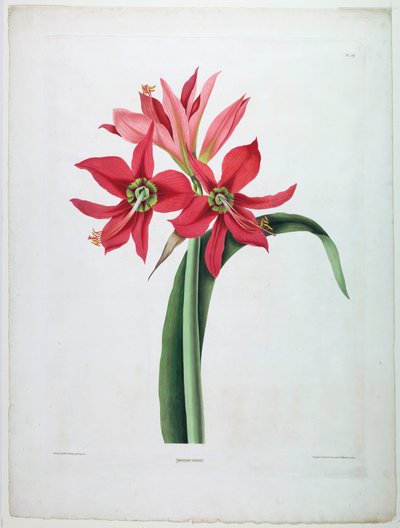 Amaryllisův soud od De Gouy