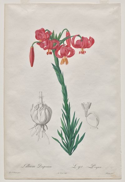 Lillium Pomponium (Turban Lily), deska 7 z Les Liliacées od De Gouy