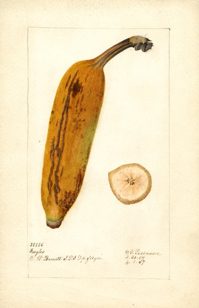 Banán ( Musa: Ingles) (akvarel) od Deborah Griscom Passmore