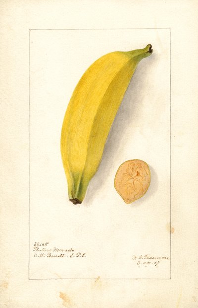 Banány ( Musa: Purple Banana) (akvarel) od Deborah Griscom Passmore