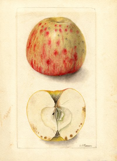 Hořká jablka (Malus domestica) (akvarel) od Deborah Griscom Passmore