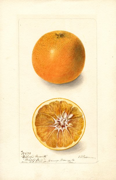 Pomeranče (Citrus sinensis: Bishops Favorite) (akvarel) od Deborah Griscom Passmore