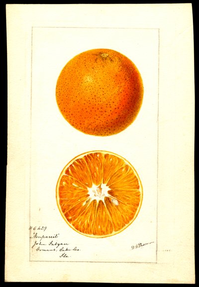 Pomeranče. Citrus sinensis: (akvarel na papíře) od Deborah Griscom Passmore