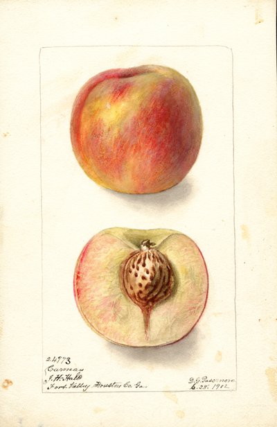 Broskve (Prunus persica: Carmen) (akvarel) od Deborah Griscom Passmore