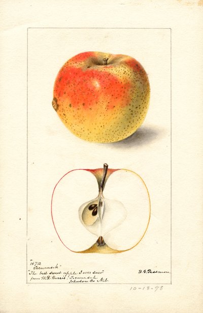 Jablka Tecumseh ( Malus domestica) (akvarel) od Deborah Griscom Passmore