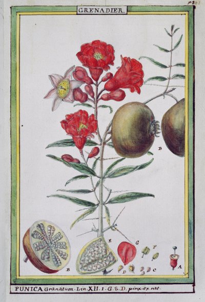 Strom granátového jablka, z Florindie ou Historie physico-economique des vegetaux de la Torride, 1789 od Delahaye