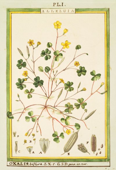 Pryskyřník bermudský (Oxalis biflora nebo pes-caprae), akvarel od Delahaye od Delahaye Delahaye