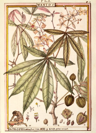 Cassava (Jatropha manihot), od Delahaye, akvarel od Delahaye Delahaye