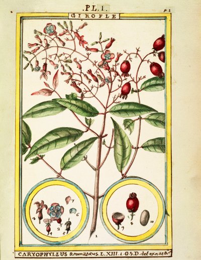 Hřebíček (Caryophyllus Aromaticus), akvarel od Delahaye od Delahaye Delahaye