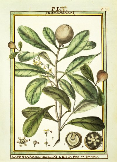 Cryptocarya Aromatica, akvarel od Delahaye od Delahaye Delahaye