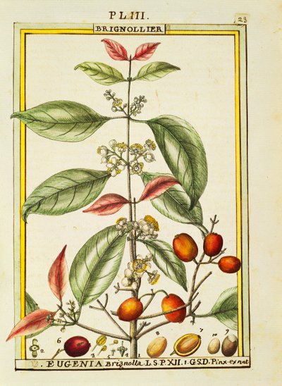 Eugenia Brignolla, akvarel od Delahaye od Delahaye Delahaye