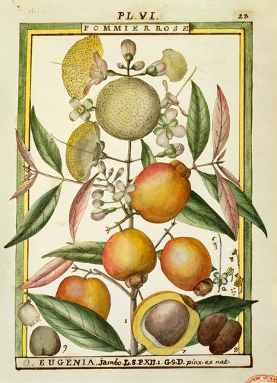 Malabarská švestka nebo růžové jablko (Eugenia Jambos nebo Syzygium Jambos), akvarel od Delahaye od Delahaye Delahaye