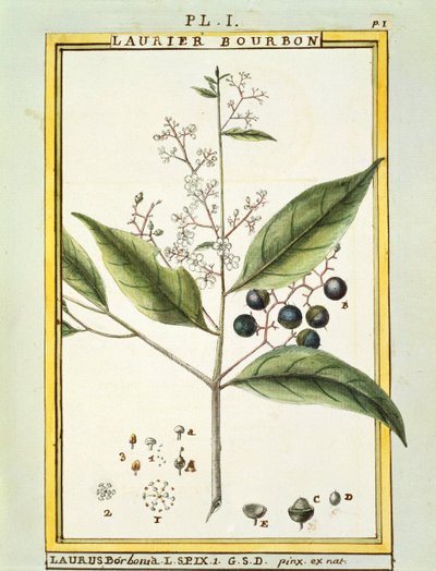 Red Bay Tree (Laurus borbonia nebo Persea carolinensis), akvarel od Delahaye od Delahaye Delahaye