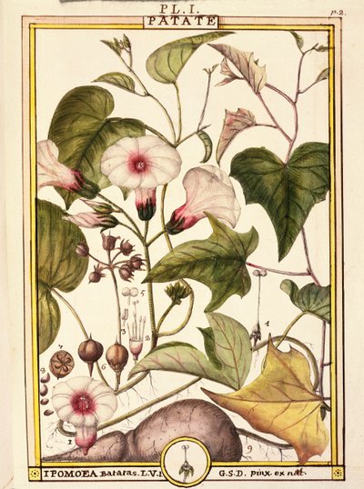 Sladký brambor (Ipomea batatas), od Delahaye, akvarel od Delahaye Delahaye