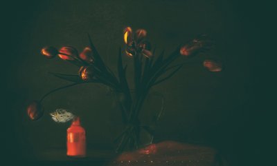 Temné, náladové tulipány od Delphine Devos