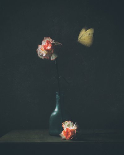 Motýl Moody Carnation od Delphine Devos