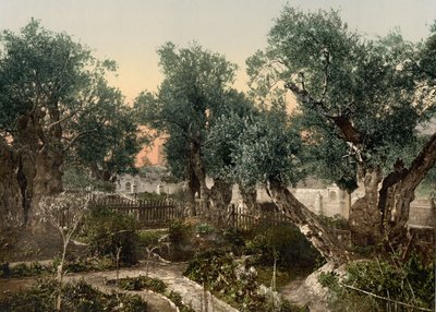 Getsemanská zahrada, Jeruzalém, Svatá země, kolem 1890-1900 (fotochromovaný tisk) od Detroit Photographic Co.