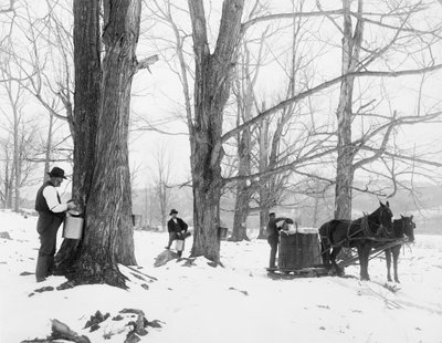 Sbírání mízy v táboře s javorovým cukrem ve Vermontu od Detroit Publishing Co.