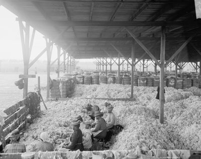 Třídění bavlny pro společnost Atlantic Cotton Compress Company, Pensacola, Florida od Detroit Publishing Co.