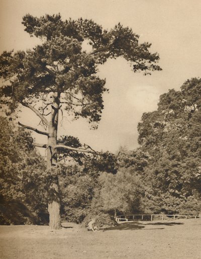 V Hadley Woods, zbytek starého královského loveckého lesa Enfield Chase, c1935. od Donald McLeish