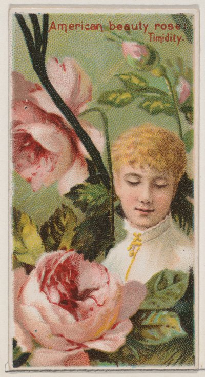 American Beauty Rose: Timidity, ze série Květinové krásy a jazyk květin N..., 1892. od Donaldson Brothers