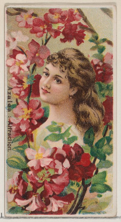 Azalea: Přitažlivost, ze série Květinové krásy a řeč květin N75 pro Duke..., 1892. od Donaldson Brothers