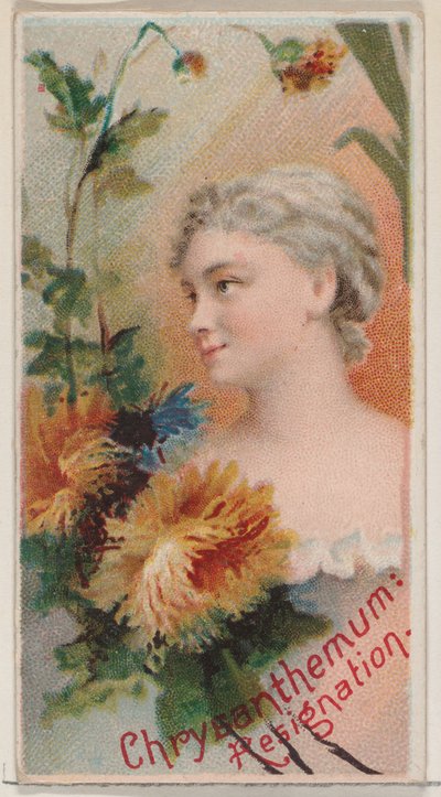 Chryzantéma: Rezignace, ze série Květinové krásy a řeč květin N75 ..., 1892. od Donaldson Brothers