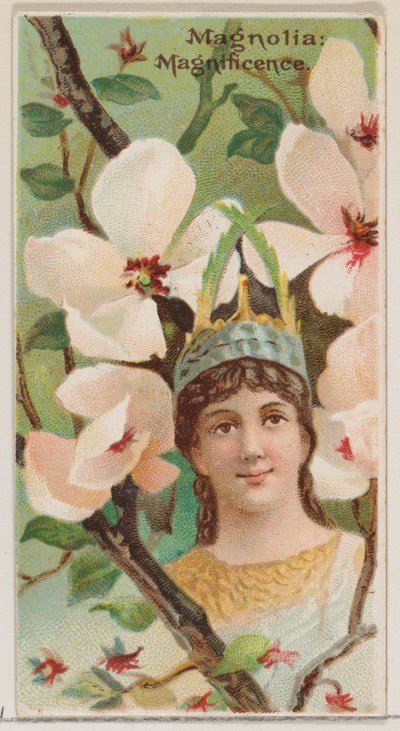 Magnolia: Magnificence, ze série Květinové krásy a řeč květin N75 pro ..., 1892. od Donaldson Brothers