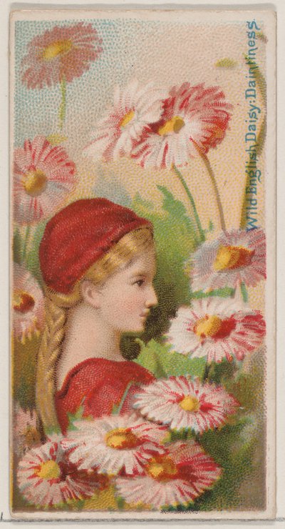 Divoká anglická sedmikráska: Daintiness, ze série Květinové krásy a jazyk květin N..., 1892. od Donaldson Brothers