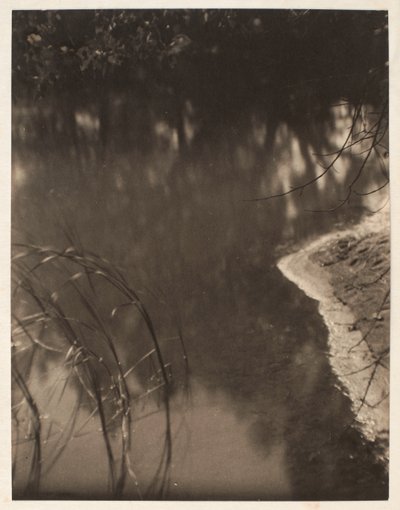 Studie stromů odrážejících se ve vodě, asi 1925-34 (platinový tisk) od Doris Ulmann