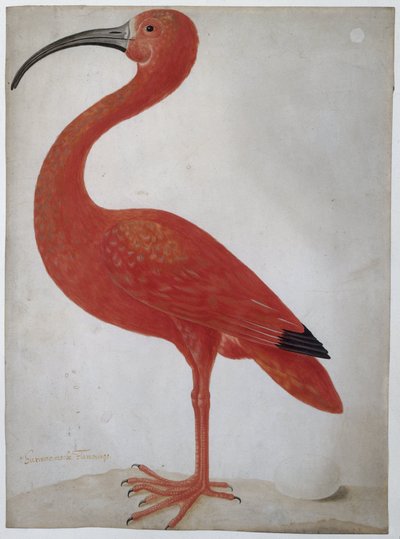 Ibis šarlatový s vajíčkem Ibis šarlatový od Dorothea Maria Gsell (attributed to)