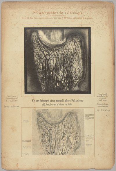 Dužina z korunky lidského horního moláru od Dr. Alfred Gysi